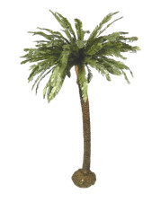 Palma Cm 65 - Oasi Deserto