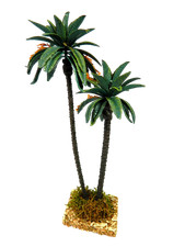 Palma Doppia Cm 18/23 - Oasi